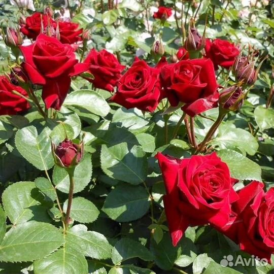 Роза Эксплорер