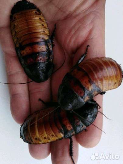 Мадагаскарский Таракан