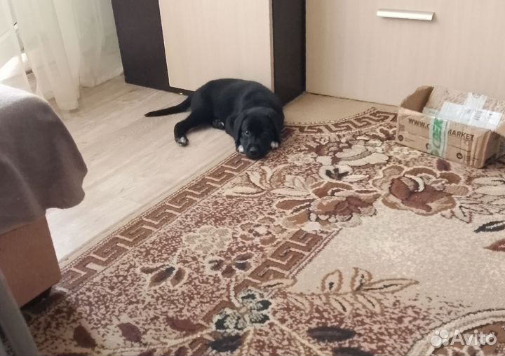 Щенки лабрадора