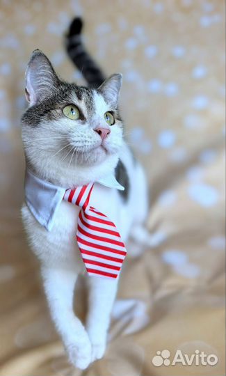 Коты неразлучники братья в добрую семью