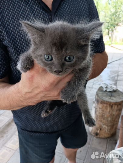 Кошки в добрые руки бесплатно