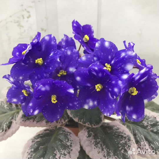 Фиалки(набор ук.листьев с детками)