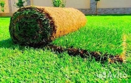 Газон от производителя