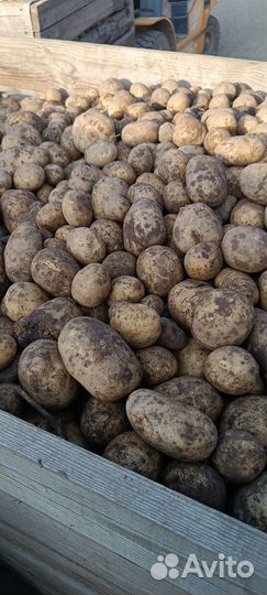 Продам картофель оптом