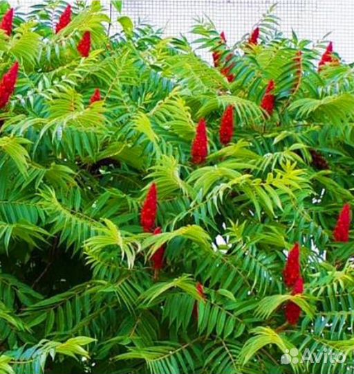 Саженцы Сумах оленерогий