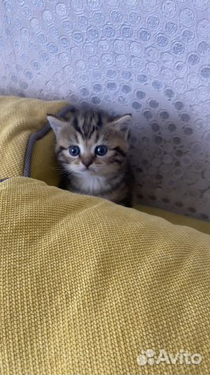 Британские котята