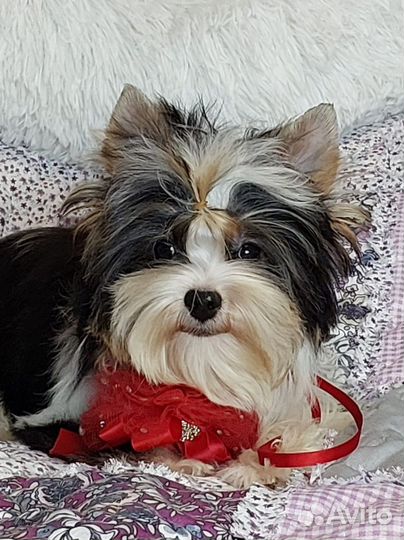 Бивер красивый мальчик