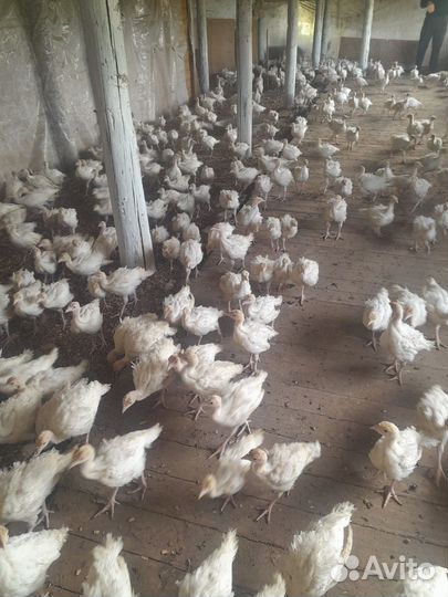 Индюшата молодняк