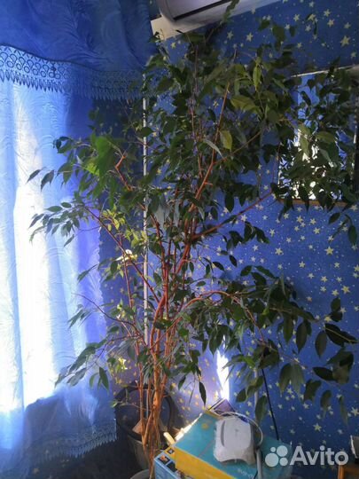 Лимонник декоративный