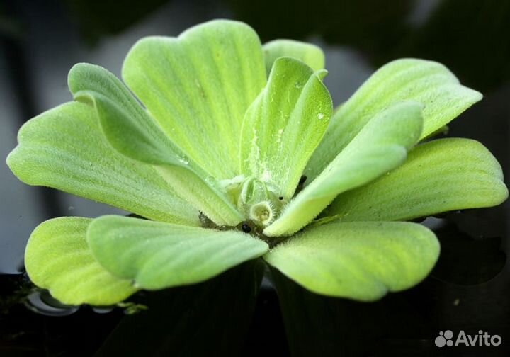 Аквариумные растения