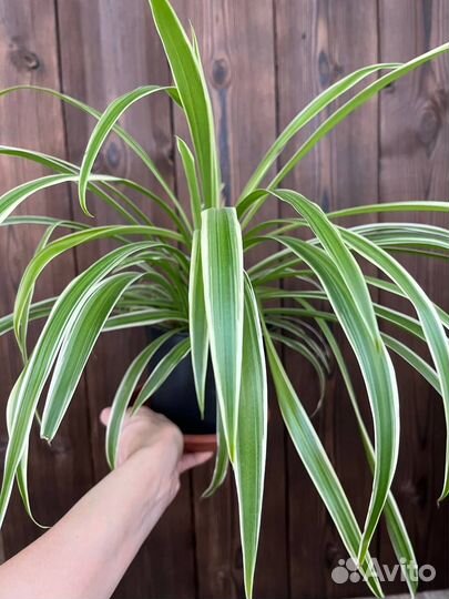 Хлорофитум