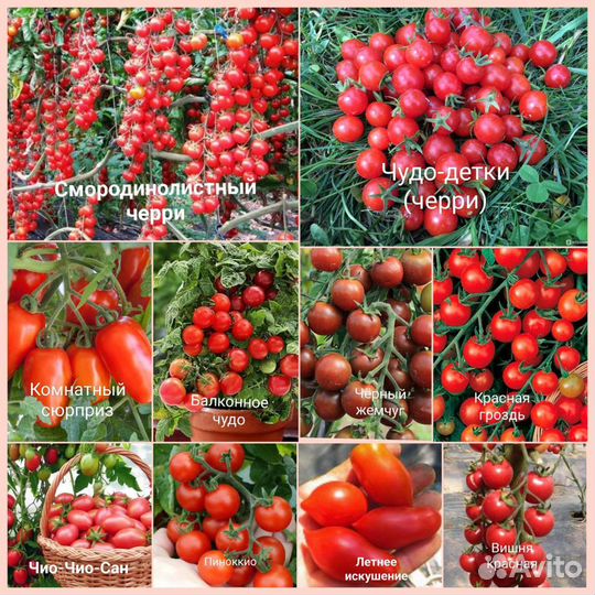 Семена томатов (часть 3) Черри и Коктельные