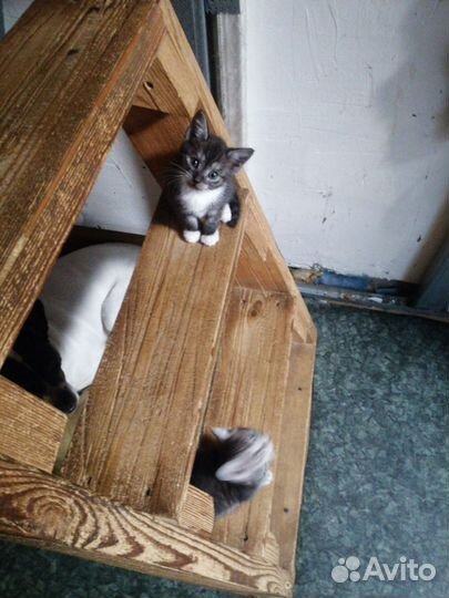 Котята