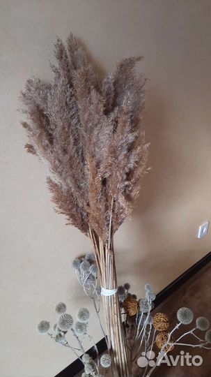 Сухоцветы для декора и творчества