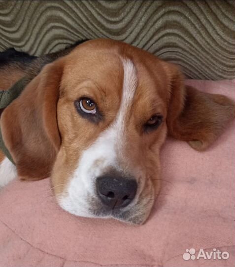 Бигль вязка