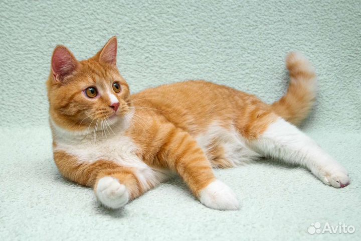 Юный рыжий Лёнечка