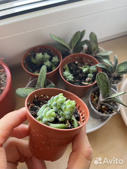 Гастерия очиток