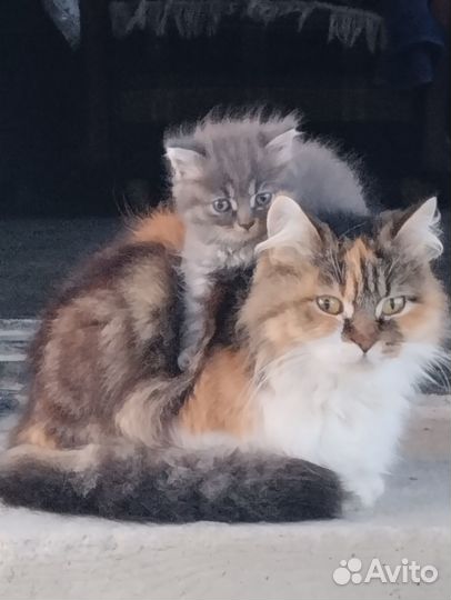 Котята ищут дом
