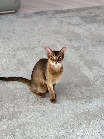 Абиссинский кот