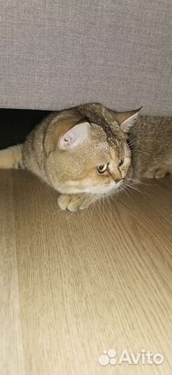 Золотая шиншилла вязка