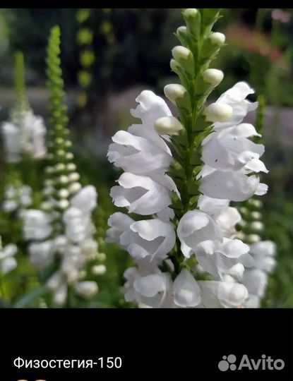 Бесзпроблемные многолетники