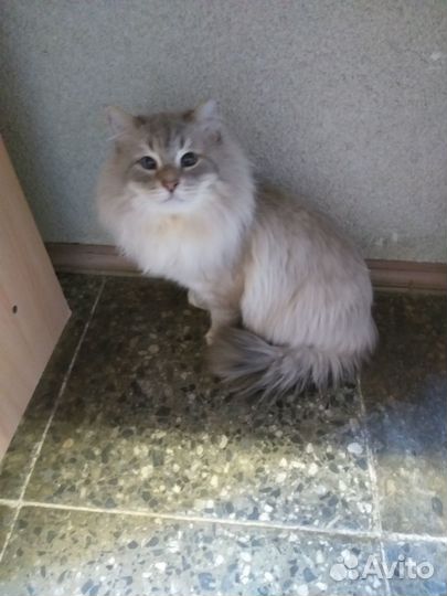 Кот ищет семью