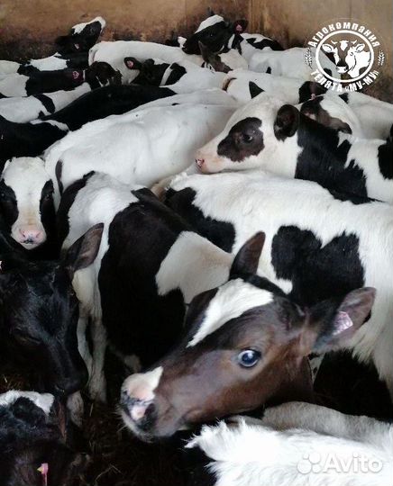 Телята бычки