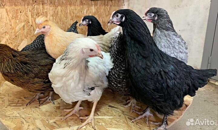 Куры несушки