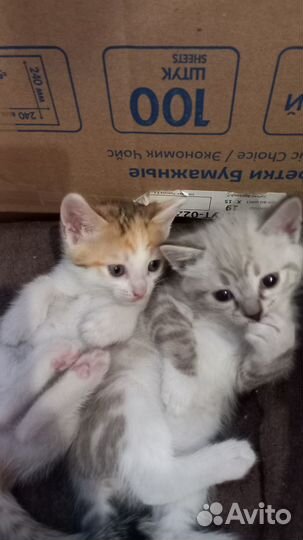 Отдам прелестных котят от кошки мышеловки, 1.5 мес
