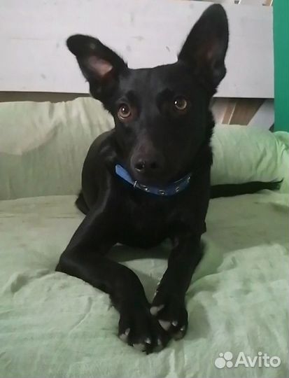 Собачка в добрые руки