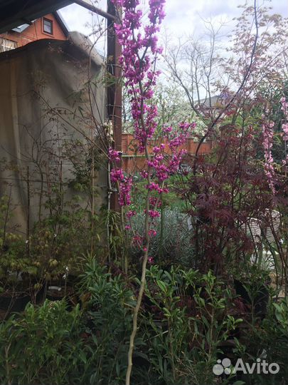 Церсис дерево