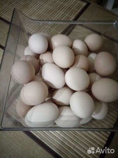 Яйца куриные, цессариные