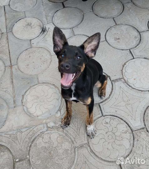 Собака подросток девочка ищет дом