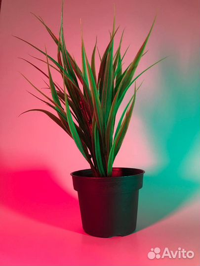 RGB + Чистый Свет (CRI 95+) для Фотографа