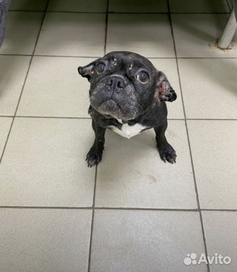 Французский бульдог бесплатно