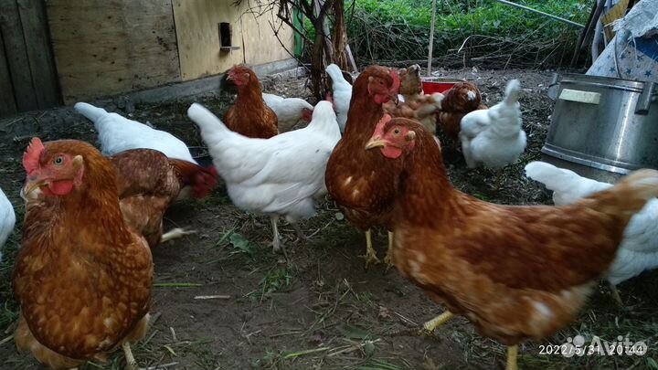 Куры несушки
