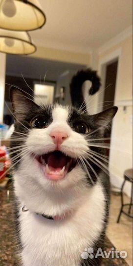Котик Феликс