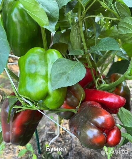 Семена урожайного перца