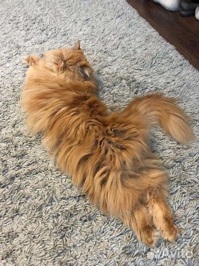 Кошки. Сокращение питомника. Доставка