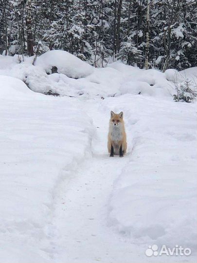 Авторские туры Алтай, Южный Урал