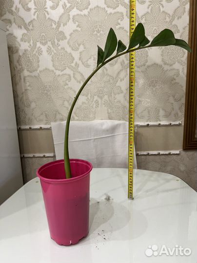 Замиокулькас