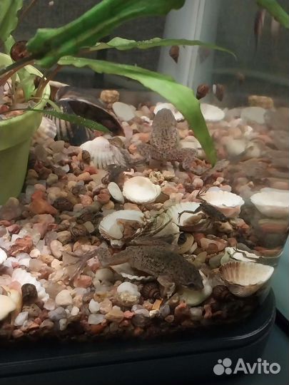 Карликовая лягушка