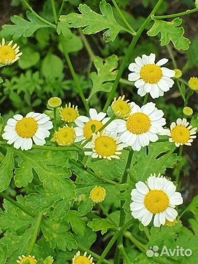 Ромашка девичья