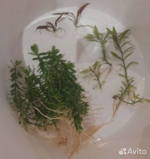 Растения для аквариума