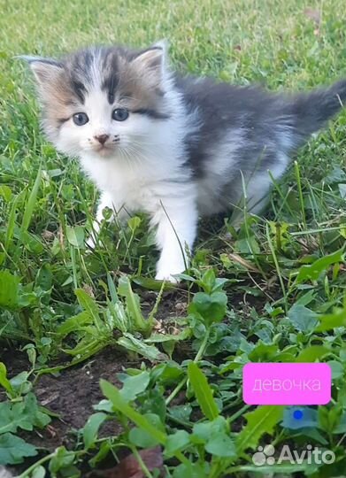 Сибирские котята