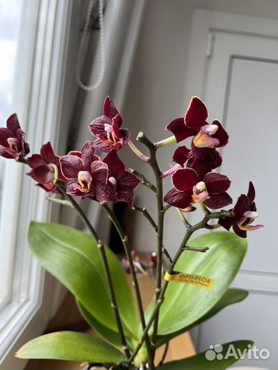 Черная орхидея