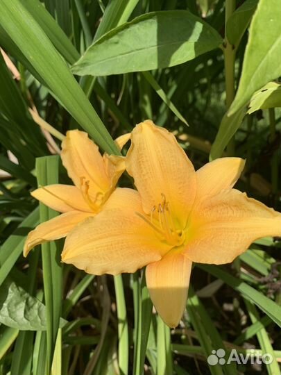 Лилейники разные