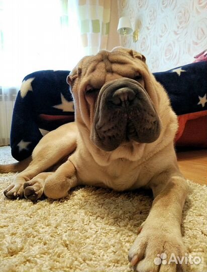 Выгул собак