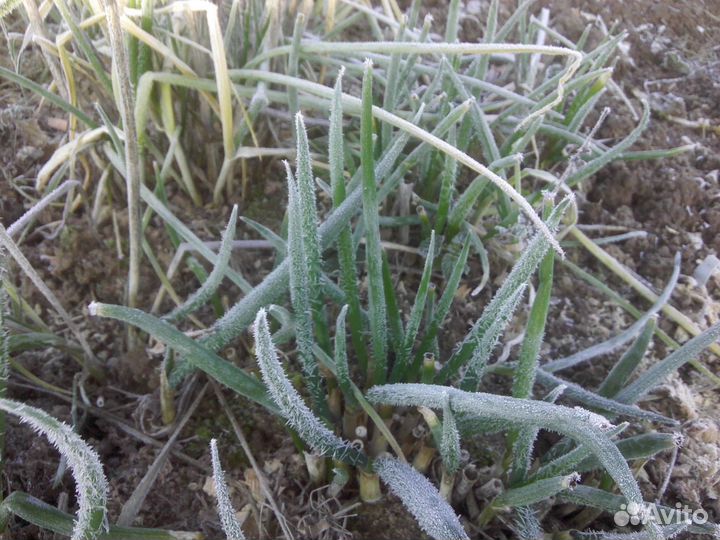 Лук-батун (многолетний)