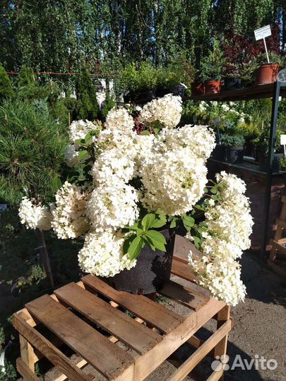 Гортензия метельчатая